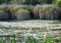 Wien/Untere Lobau: Klarer Verstoß gegen Naturschutzrecht